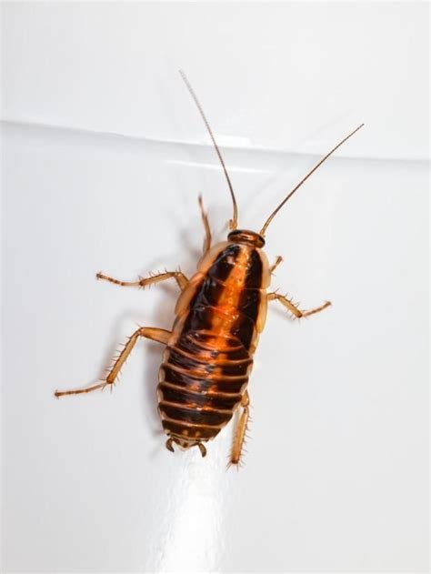 Quick Methods To Get Rid Of Cockroaches From Kitchen Sink