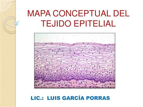 PDF Mapa Conceptual Del Tejido Epitelial DOKUMEN TIPS