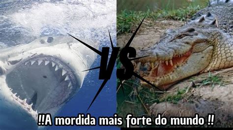 As Mordidas Mais Fortes Da Natureza Youtube