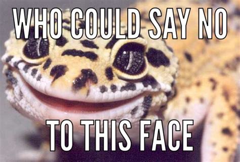 Random Meme Leopard Gecko Thing Leopard Geckos Amino