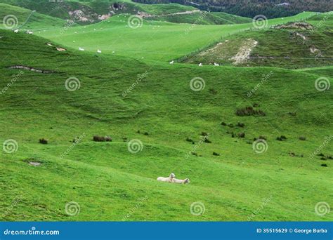 Green Pastures And Sheep Royalty Free Stock Images - Image: 35515629