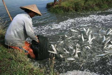 Di Donggala Budidaya Bandeng Manfaatkan Pasang Surut Air Laut