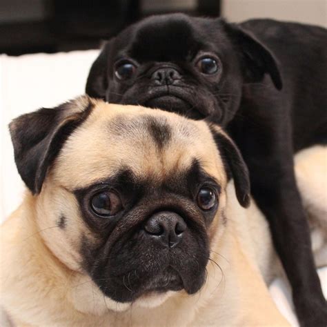 Pug Cute Puppies Cute Dogs Fluffy Animals