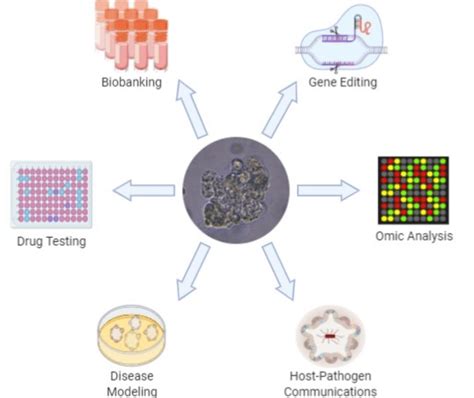 The Figure Summarizes The Application Areas Of Organoid Technology And Download Scientific