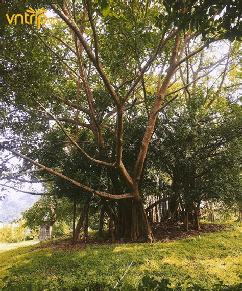 Ghé thăm di tích cây đa Tân Trào - Biểu tượng cách mạng của Thủ đô Khu giải phóng Tuyên Quang ...