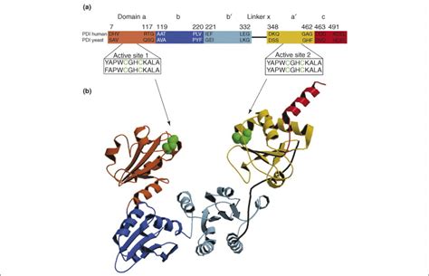 Protein disulfide-isomerases; Protein Disulfide-Isomerase; Protein ...