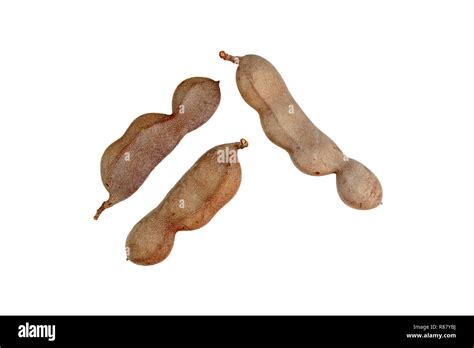 Tamarind Tamarindus Indica Pod Like Fruit As Off The Tamarind Tree A