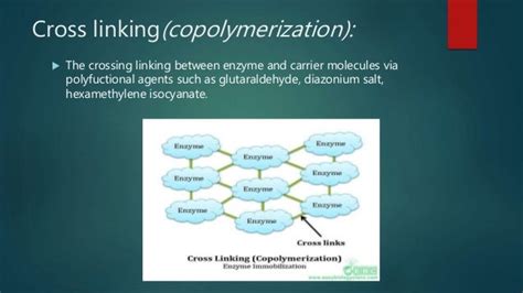 Immobilization techniques