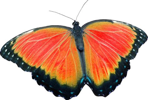 Motyl PNG