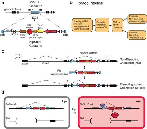 Figures And Data In Flpstop A Tool For Conditional Gene Control In