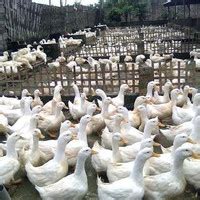 Jual Bebek Peking Hidup Terdekat Harga Murah Grosir Oktober 2022