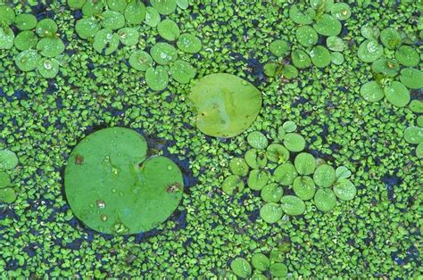 Duckweed As Chicken Feed Jojos Bizarre Adventure Adventure