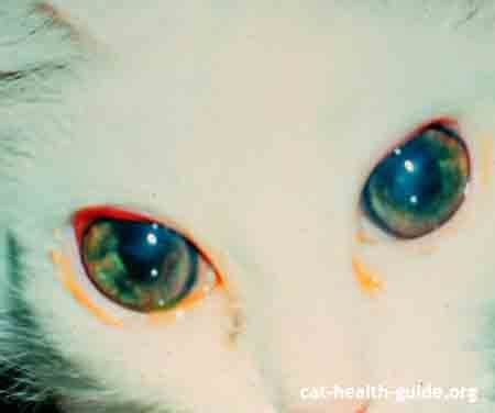 Cat Eye Problems Symptoms and Treatment