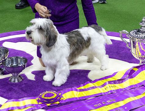 And the Winner of Best in Show at the Westminster Dog Show Is…