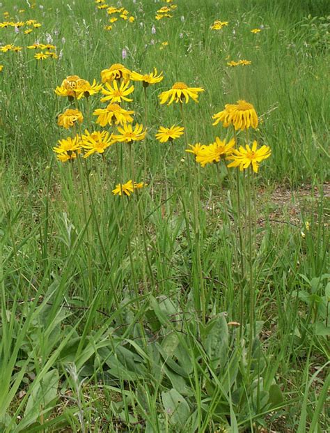 Arnica Advice From The Herb Lady