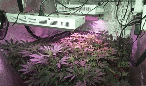 Strain Galerie Jack Herer Sensi Seeds PIC 07011588188179898 Von