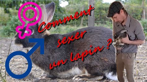 COMMENT SEXER LES LAPINS de quoi faire une lessive après YouTube