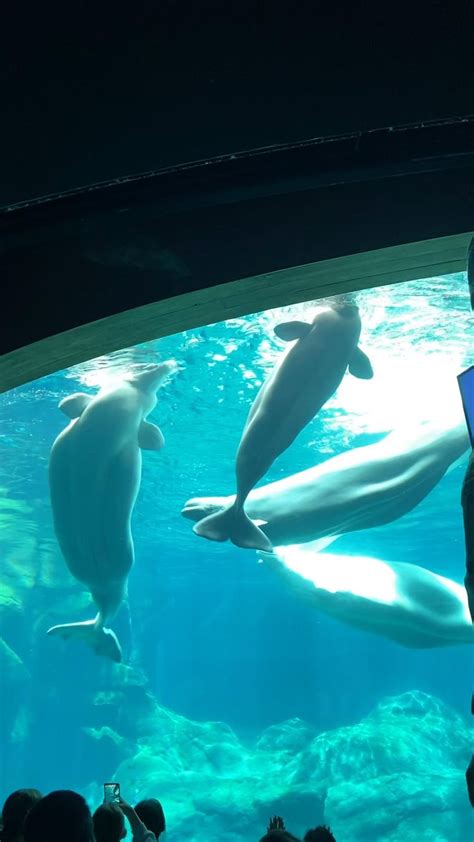 Beluga Whale tank at the Georgia Aquarium 🐋🤍