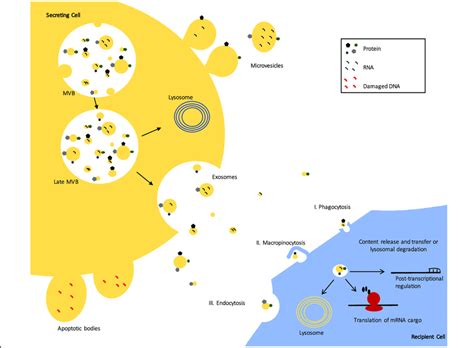 Extracellular vesicle (EV) biogenesis and cell-to-cell communication ... 