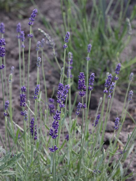 Lavendel Imperial Gem Lavandula Angustifolia Imperial Gem