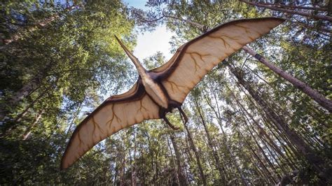 Scientists clarify origins of pterosaurs, the dinosaur era’s flying ...