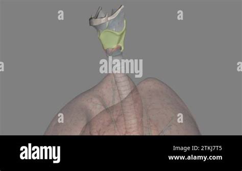 The thyroid cartilage is the largest cartilage of the larynx and is composed of hyaline ...