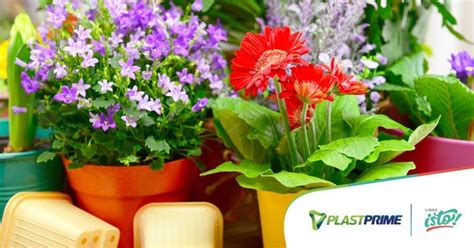 Plantio Em Vaso Plantas Que Gostam De Sol Blog Plastprime Plantas