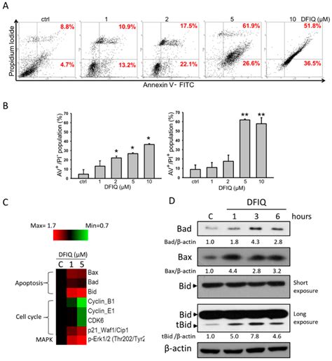 Dfiq Treatment Induced Apoptosis Of Lung Cancer Cells A H Cells