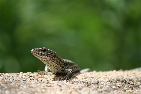 L Zard Reptile Faune Monde Photo Gratuite Sur Pixabay Pixabay