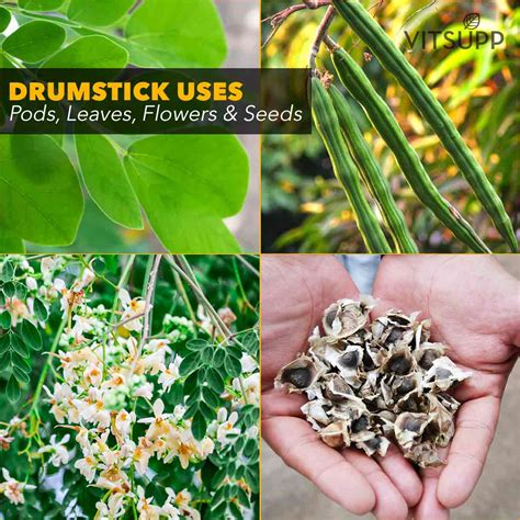 Drumstick Leaves, Flowers & Seeds Health Benefits and Side Effects