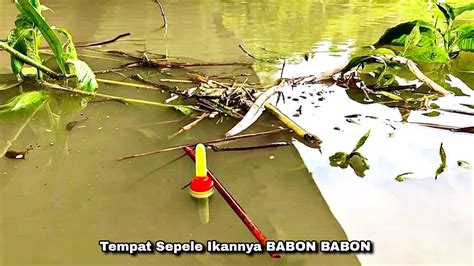 Rejeki Mancing Ikan Cuma Di Pinggir Strek Ikan Nila Baboons YouTube