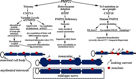 The Pmp22 Gene And Its Related Diseases Springerlink