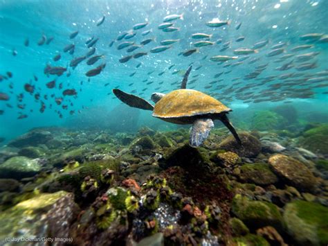 Conservation diplomacy helps Galápagos Islands | ShareAmerica