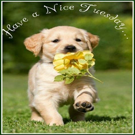 Happy Thursday Hd Photos Chowchowpuppywallpaper Cute Animals Pets