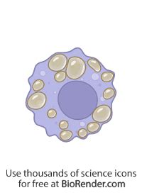 Free Macrophage Foam Cell Icons Symbols Images Biorender