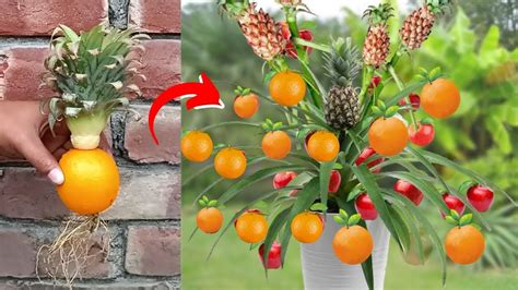 Diy Growing Orange Tree From Pineapple Fruit Quick And Easy