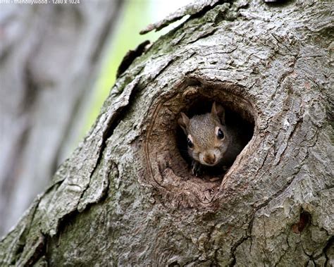 Squirrel Squirel Tree Light HD Wallpaper Peakpx