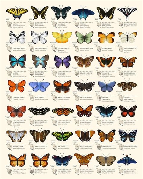 Butterflies Of North America Poster By Eleanor Lutz Butterfly Poster Butterfly Art Butterfly