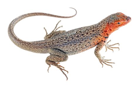 Isabela Lava Lizard Microlophus Albemarlensis