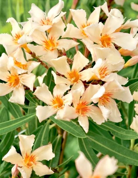 Se produkter som liknar Nerium oleander Angiolo Puc på Tradera