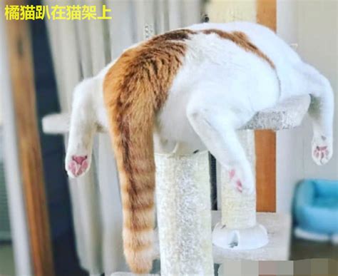 猫趴动作猫动作抱猫动作大山谷图库