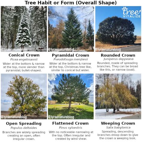 38 Different Types of Pine Trees & Their Identifying Features