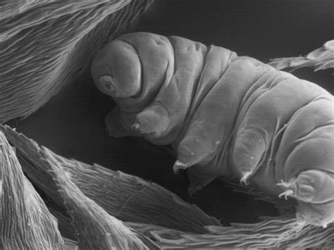 Tardigrade Under Microscope