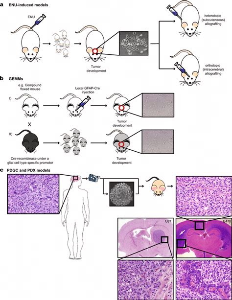 Schematic Overview Of In Vitro And In Vivo Glioma Models A Intravenous