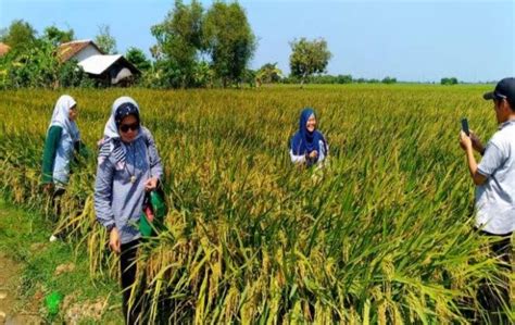 Pengamat Indonesia Sukses Tingkatkan Produktivitas Padi Dan Jagung