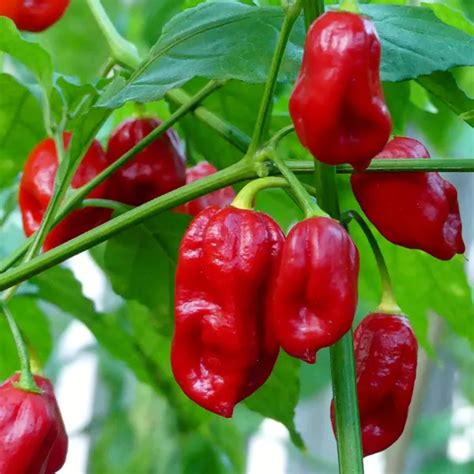 Naga Viper Pepper Seeds - Pepper Naga Viper Seeds | Lazada PH