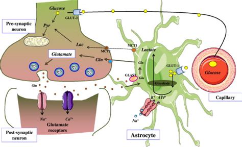 Schematic Representation Of Glucose And Glutamate Transport Metabolism