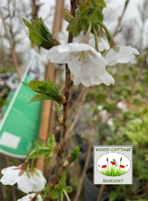 Prunus Snowgoose Wood Cottage