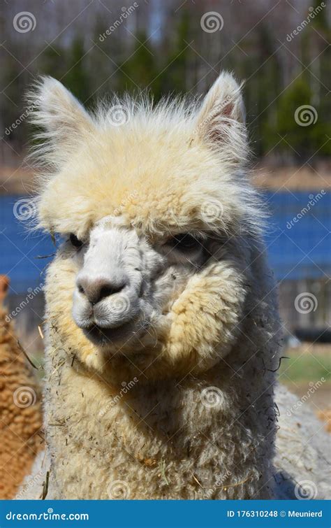 Alpaca Is A Domesticated Species Of South American Camelid Stock Photo