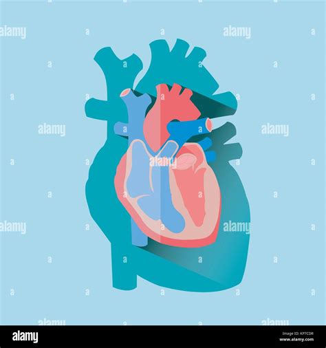 Sección Transversal Del Corazón Humano Diagrama Anatómico Con Arco